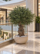 Artificial Natural Olive Wood Olive Tree and Cream Pot - Art and craft furniture