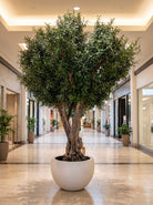 Artificial Natural Olive Wood Olive Tree and White Pot - Art and craft furniture