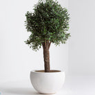 Artificial Olive Natural Trunk Plant - Art and craft furniture