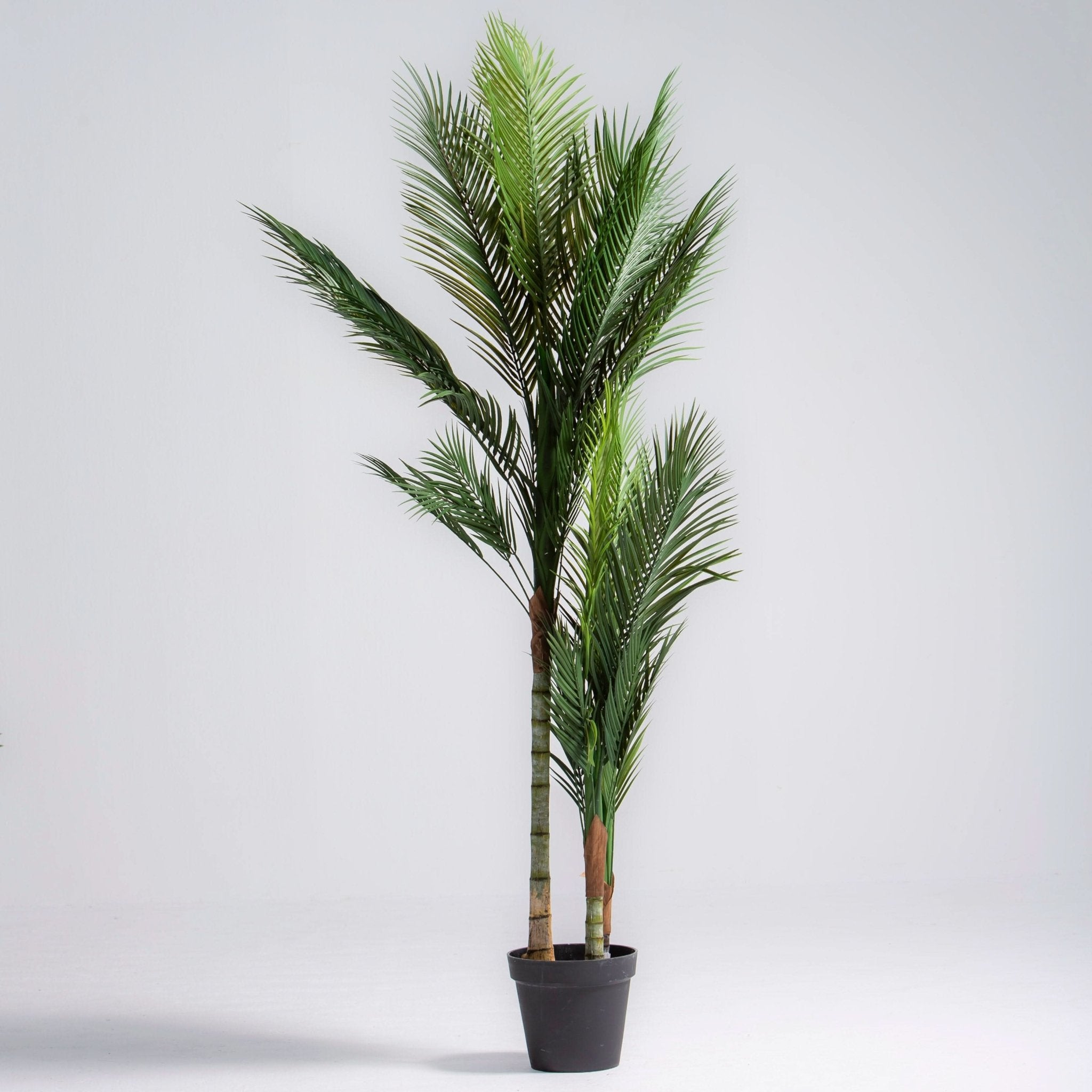 ARTIFICIAL PHOENIX DATE PALM PLANT (180CM) - Art and craft furniture