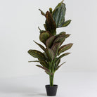 Artificial Potted Calathea Plant - Art and craft furniture