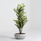 Artificial Potted Calathea Plant - Art and craft furniture