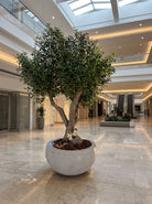 Artificial Thick Trunk Olive Tree and White Pot - Art and craft furniture