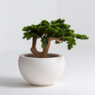 Artificial Traditional Zen Bonsai - Art and craft furniture