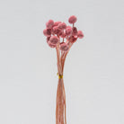 PINK CRASPEDIA STEMS - Art and craft furniture