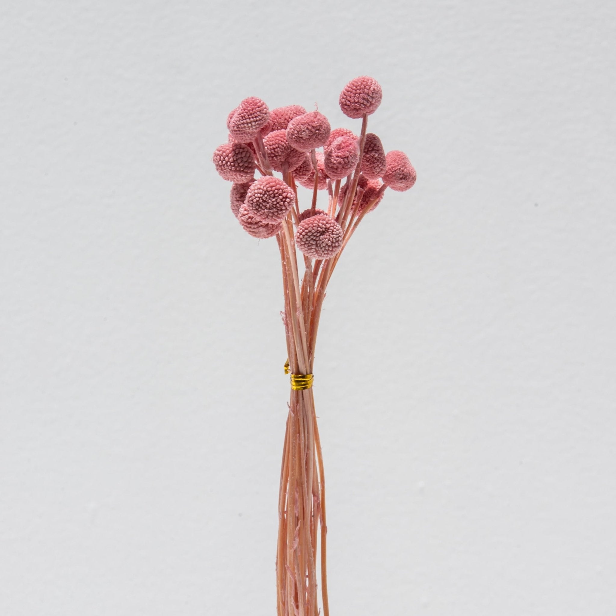 PINK CRASPEDIA STEMS - Art and craft furniture