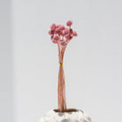 PINK CRASPEDIA STEMS - Art and craft furniture