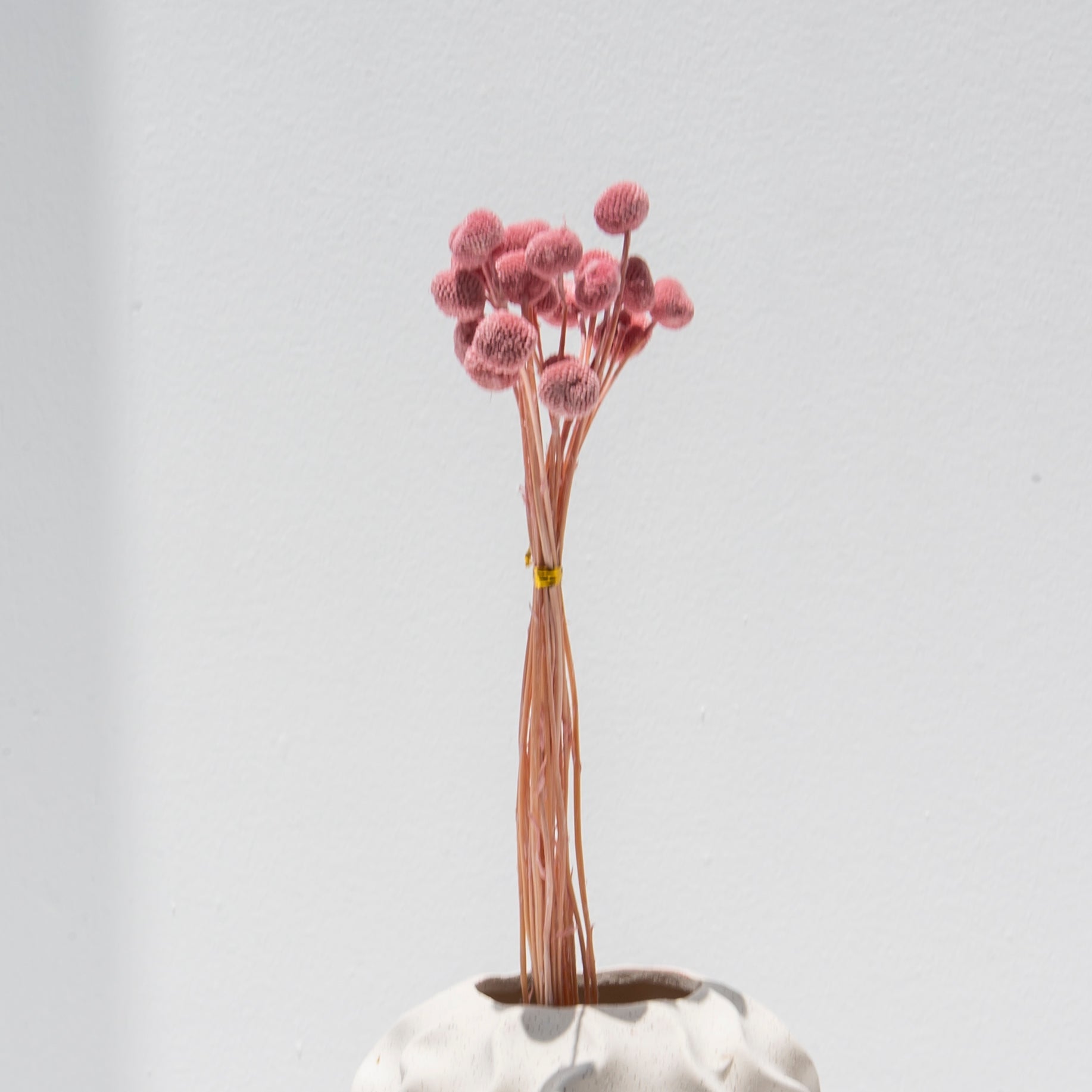 PINK CRASPEDIA STEMS - Art and craft furniture